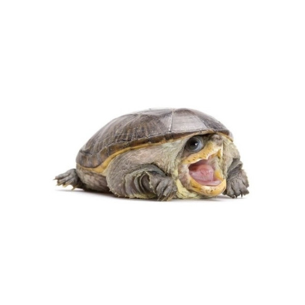 Tortue musquée étroite – Claudius angustatus