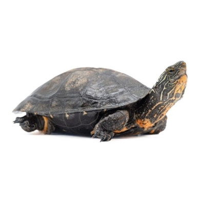 achat tortue d'eau, acheter tortue d'eau ferme tropicale, tortue Mauremys nigricans, tortue aquatique asiatique achat tortue d'eau, acheter tortue d'eau ferme tropicale, tortue Mauremys nigricans, tortue aquatique asiatique