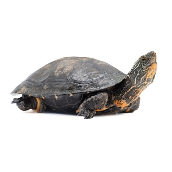 Tortue à cou rayé de Chine – Mauremys nigricans 11-13 cm