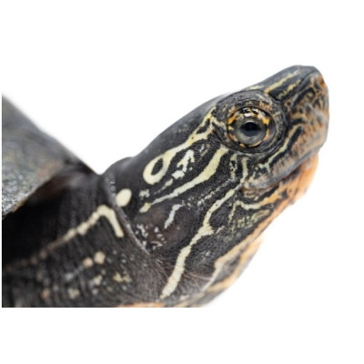 achat tortue d'eau, acheter tortue d'eau ferme tropicale, tortue Mauremys nigricans, tortue aquatique asiatique achat tortue d'eau, acheter tortue d'eau ferme tropicale, tortue Mauremys nigricans, tortue aquatique asiatique