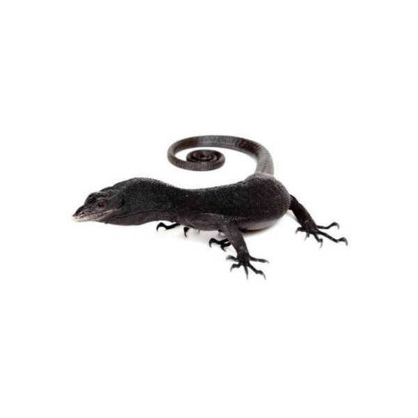 Varan noir de Beccari – Varanus beccarii