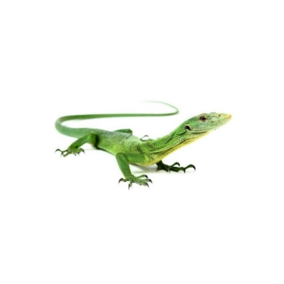 achat varan vert emeraude, achat lezard varan, achat Varanus prasinus, varan vert, varan Merauke, varan arboricole,