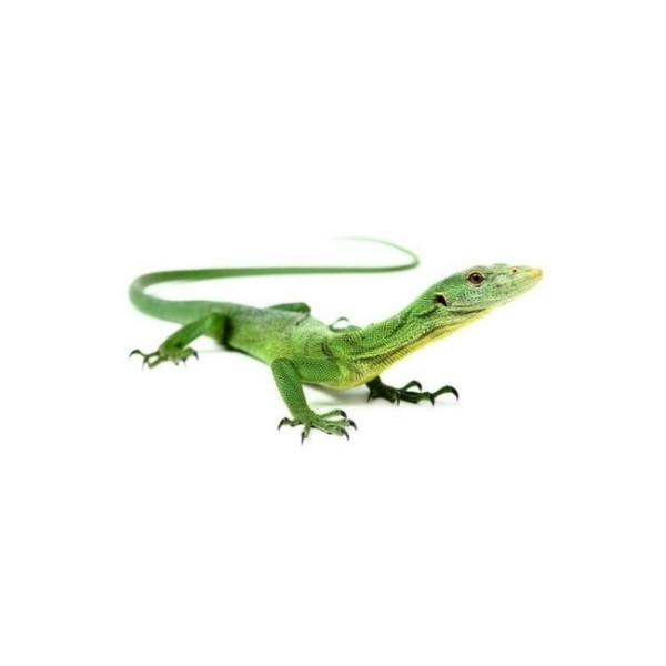 Varan vert arboricole – Varanus prasinus "Merauke"