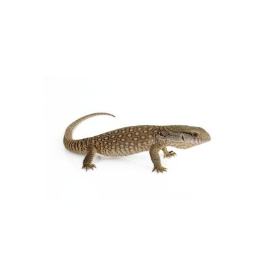 achat varan varanus exanthematicus, reptile lezard varan rare, achat lezard varan, achat varan des savanes achat varan varanus exanthematicus, reptile lezard varan rare, achat lezard varan, achat varan des savanes