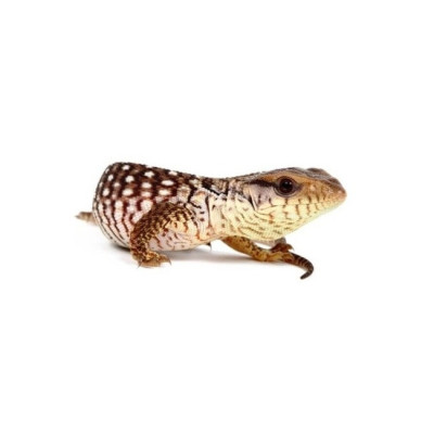 achat varan varanus exanthematicus, reptile lezard varan rare, achat lezard varan, achat varan des savanes achat varan varanus exanthematicus, reptile lezard varan rare, achat lezard varan, achat varan des savanes