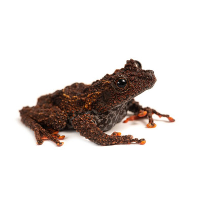 achat amphibien grenouille, achat grenouille Theloderma leporosum, grenouille mousse, grenouille camouflée, amphibiens tropicaux