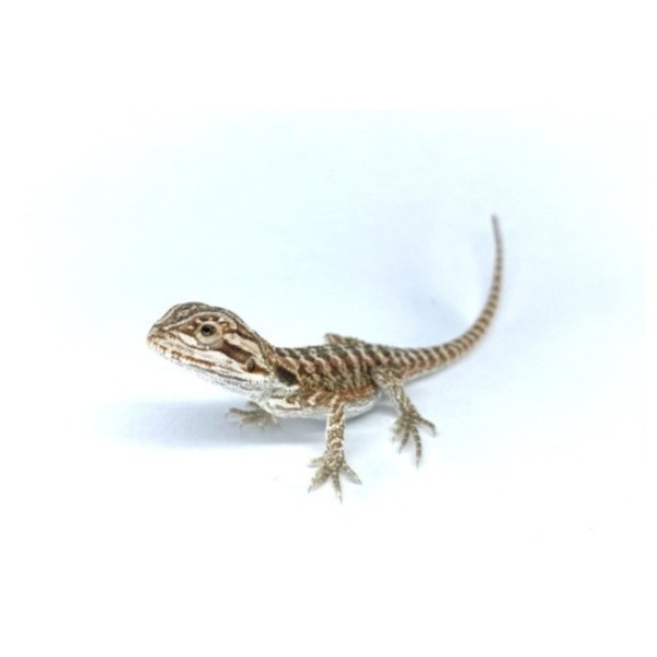 Pogona vitticeps "Leatherback" – Dragon barbu Leatherback