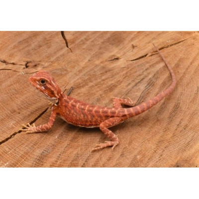 achat dragon barbu, pogona vitticeps rouge, agame barbu red hypo translucent, pogona juvénile à vendre, reptile désertique achat dragon barbu, pogona vitticeps rouge, agame barbu red hypo translucent, pogona juvénile à vendre, reptile désertique
