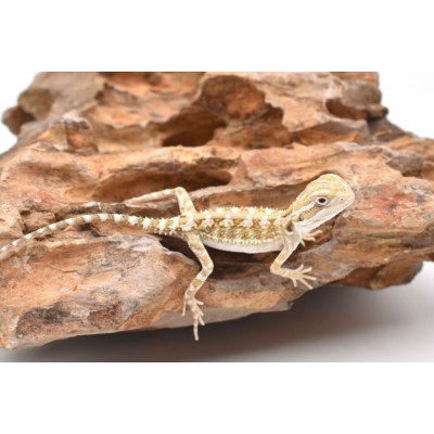achat dragon barbu, achat pogona henrylawsoni, agame barbu nain, pogona juvénile à vendre, reptile lezard facile achat dragon barbu, achat pogona henrylawsoni, agame barbu nain, pogona juvénile à vendre, reptile lezard facile