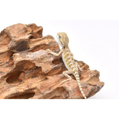 achat dragon barbu, achat pogona henrylawsoni, agame barbu nain, pogona juvénile à vendre, reptile lezard facile achat dragon barbu, achat pogona henrylawsoni, agame barbu nain, pogona juvénile à vendre, reptile lezard facile