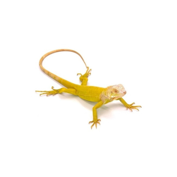 Iguana iguana Albinos – Iguane vert
