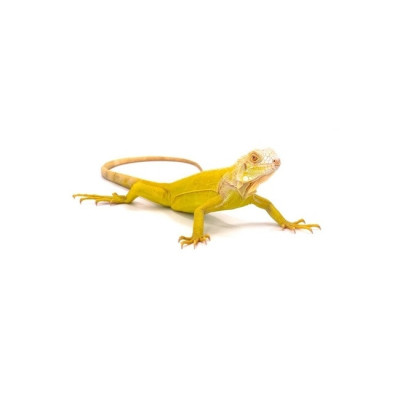 acheter un iguane albinos, achat iguana iguana albinos, reptile lezard rare, iguane vert à vendre, reptile iguana captif UE acheter un iguane albinos, achat iguana iguana albinos, reptile lezard rare, iguane vert à vendre, reptile iguana captif UE