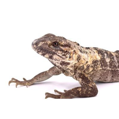 acheter iguane à queue épineuse, achat iguane ctenosaura pectinata, reptile lezard rare, couple iguane à vendre acheter iguane à queue épineuse, achat iguane ctenosaura pectinata, reptile lezard rare, couple iguane à vendre