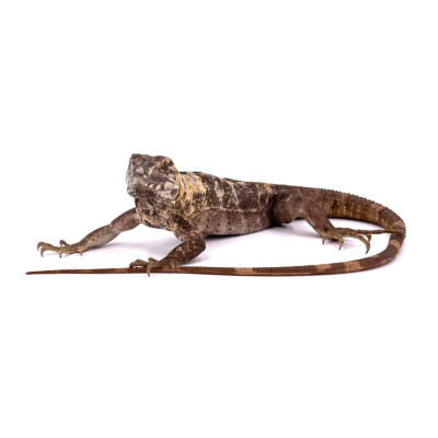 acheter iguane à queue épineuse, achat iguane ctenosaura pectinata, reptile lezard rare, couple iguane à vendre acheter iguane à queue épineuse, achat iguane ctenosaura pectinata, reptile lezard rare, couple iguane à vendre