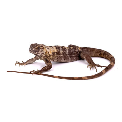 acheter iguane à queue épineuse, achat iguane ctenosaura pectinata, reptile lezard rare, couple iguane à vendre acheter iguane à queue épineuse, achat iguane ctenosaura pectinata, reptile lezard rare, couple iguane à vendre