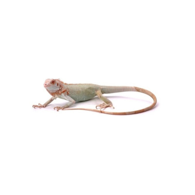 acheter iguane albinos, achat iguana iguana albinos,reptile iguane vert commun, reptile iguane albinos à vendre
