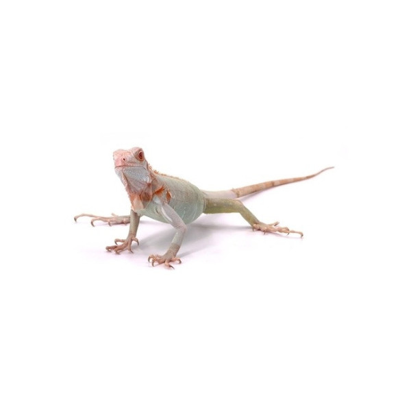 Iguana iguana Albinos – Iguane vert commun albinos mâle, femelle ou couple