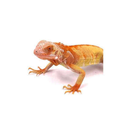 reptile lezard iguane rouge, acheter iguana iguana super crimson, iguane vert commun, iguane rouge vif à vendre reptile lezard iguane rouge, acheter iguana iguana super crimson, iguane vert commun, iguane rouge vif à vendre