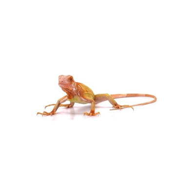 reptile lezard iguane rouge, acheter iguana iguana super crimson, iguane vert commun, iguane rouge vif à vendre reptile lezard iguane rouge, acheter iguana iguana super crimson, iguane vert commun, iguane rouge vif à vendre