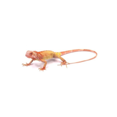 reptile lezard iguane rouge, acheter iguana iguana super crimson, iguane vert commun, iguane rouge vif à vendre reptile lezard iguane rouge, acheter iguana iguana super crimson, iguane vert commun, iguane rouge vif à vendre