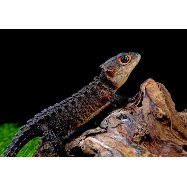 Tribolonotus gracilis – Scinque crocodile aux yeux rouges