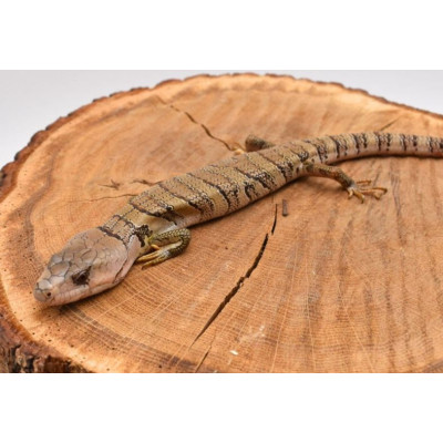 Scinque à langue rose (Cyclodomorphus gerrardii) juvénile sur substrat naturel - reptile NAC à vendre Scinque à langue rose (Cyclodomorphus gerrardii) juvénile sur substrat naturel - reptile NAC à vendre