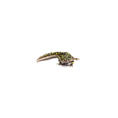Amphibien NAC Triturus marmoratus à vendre – livraison rapide Europe Amphibien NAC Triturus marmoratus à vendre – livraison rapide Europe