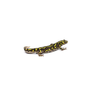 Triton des joncs – amphibien européen semi-aquatique dans un paludarium végétalisé Triton des joncs – amphibien européen semi-aquatique dans un paludarium végétalisé