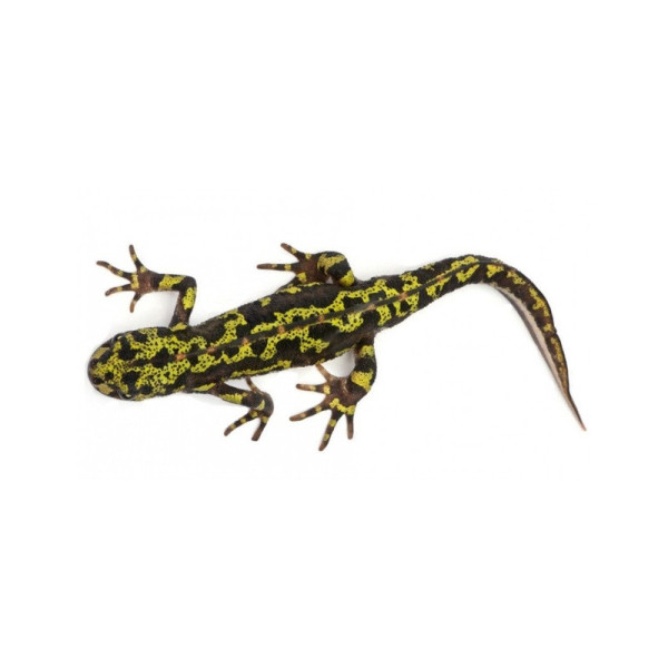 Triturus marmoratus – Triton marbré / Triton des joncs
