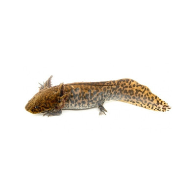 Amphibien aquatique NAC – salamandre Anderson NC EU en vente en ligne Amphibien aquatique NAC – salamandre Anderson NC EU en vente en ligne
