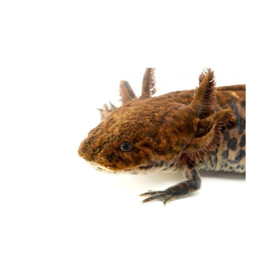 Ambystoma andersoni salamandre aquatique rare NC UE en aquarium Ambystoma andersoni salamandre aquatique rare NC UE en aquarium
