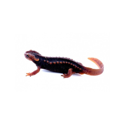 Amphibien rare aquatique – salamandre empereur pour aquaterrarium naturel Amphibien rare aquatique – salamandre empereur pour aquaterrarium naturel