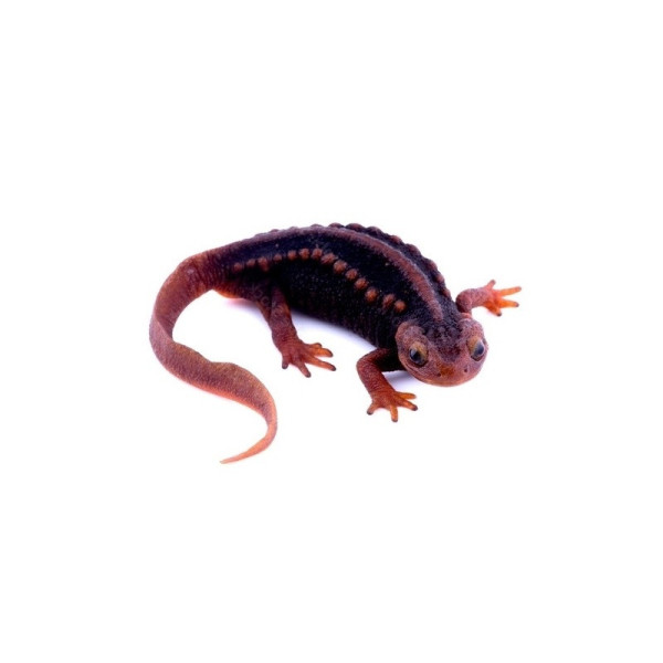 Tylototriton verrucosus – Salamandre empereur non sexée