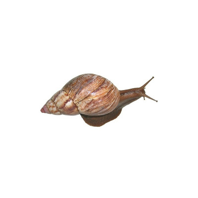 Mollusque terrestre Achatina fulica né en captivité Europe – facile à élever Mollusque terrestre Achatina fulica né en captivité Europe – facile à élever