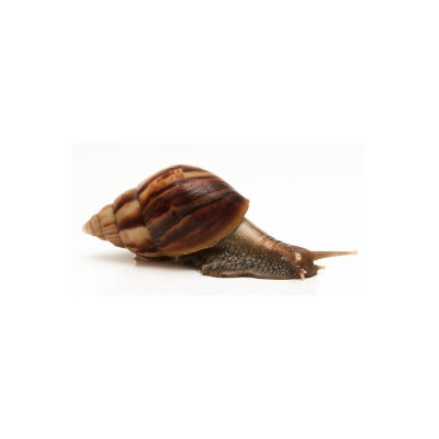 Achatina fulica escargot géant NC UE mollusque exotique à vendre Achatina fulica escargot géant NC UE mollusque exotique à vendre