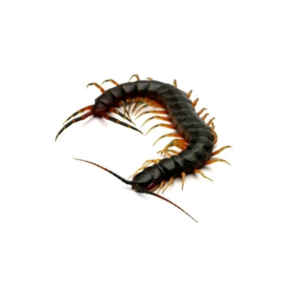 Scolopendra galapagoensis – Mille-pattes Goliath de Darwin