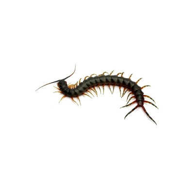 Scolopendra galapagoensis subadulte terrariophile expert scolopendre tropical Scolopendra galapagoensis subadulte terrariophile expert scolopendre tropical