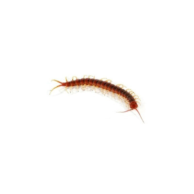Myriapode géant scolopendra gigantea à vendre pour éleveur expert Myriapode géant scolopendra gigantea à vendre pour éleveur expert