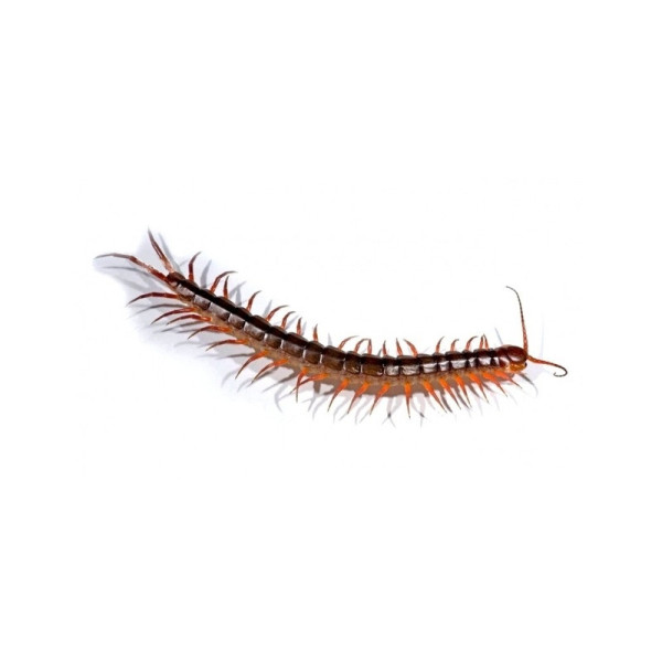 Scolopendra gigantea – Scolopendre géante