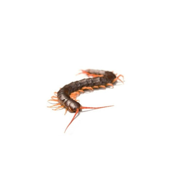 Scolopendra gigantea scolopendre géante NC en terrarium tropical humide Scolopendra gigantea scolopendre géante NC en terrarium tropical humide