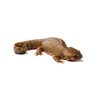 Amphibien aquatique Cynops cyanurus dans aquarium tropical fraîcheur humidité Amphibien aquatique Cynops cyanurus dans aquarium tropical fraîcheur humidité