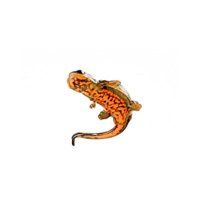 Triton à ventre de feu Cynops cyanurus disponible à la vente en ligne Triton à ventre de feu Cynops cyanurus disponible à la vente en ligne