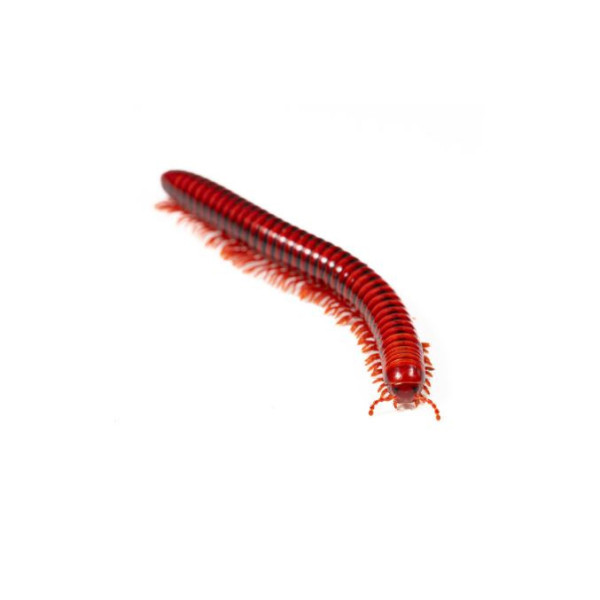Centrobolus richardi – Iule rouge d’Afrique