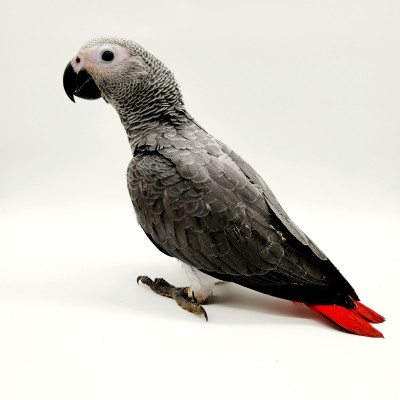 Psittacus erithacus élevé à la main - oiseau intelligent et affectueux Psittacus erithacus élevé à la main - oiseau intelligent et affectueux