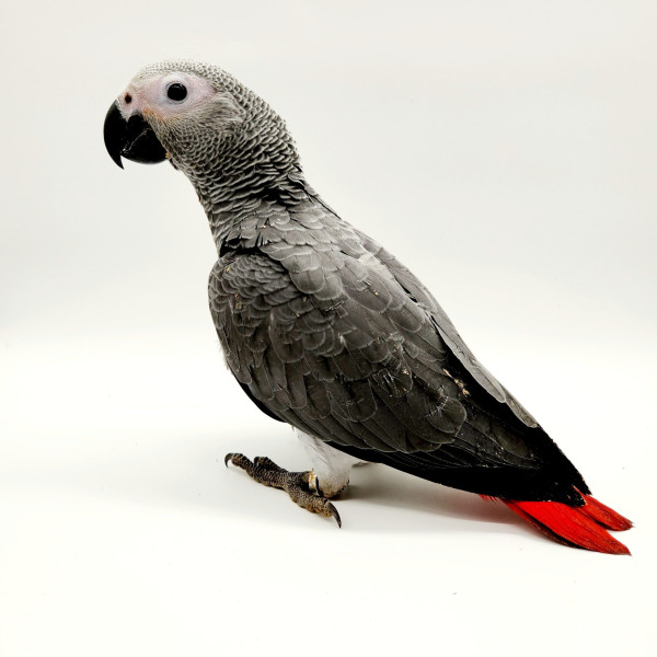 Perroquet gris du Gabon élevé à la Main – Psittacus Erithacus