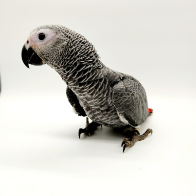 Perroquet Gris du Gabon bébé 2024 - plumage gris et queue rouge Perroquet Gris du Gabon bébé 2024 - plumage gris et queue rouge