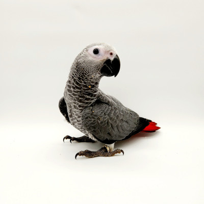 Perroquet Gris du Gabon bébé 2024 - plumage gris et queue rouge Perroquet Gris du Gabon bébé 2024 - plumage gris et queue rouge