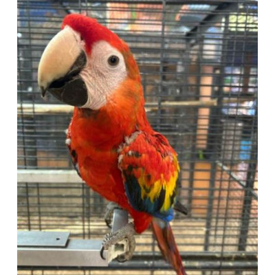 Ara Macao mâle élevé à la main - plumage rouge vif et jaune Ara Macao mâle élevé à la main - plumage rouge vif et jaune