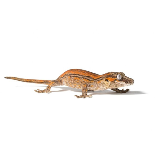Gecko gargouille  – Orange Stripe Rhacodactylus auriculatus