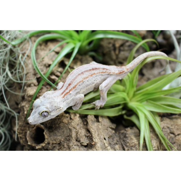 Gecko gargouille – Black Stripe Mâle Rhacodactylus auriculatus